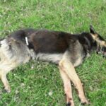 Dog Which Attacked, And Attempted To Eat Up 10-Year-Old Boy In Owerri Shot Dead