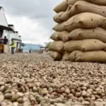 FG to shore up revenue through cashew production, targets 500,000 MT PA