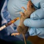 Lassa fever cases rise to 1,067, says NCDC
